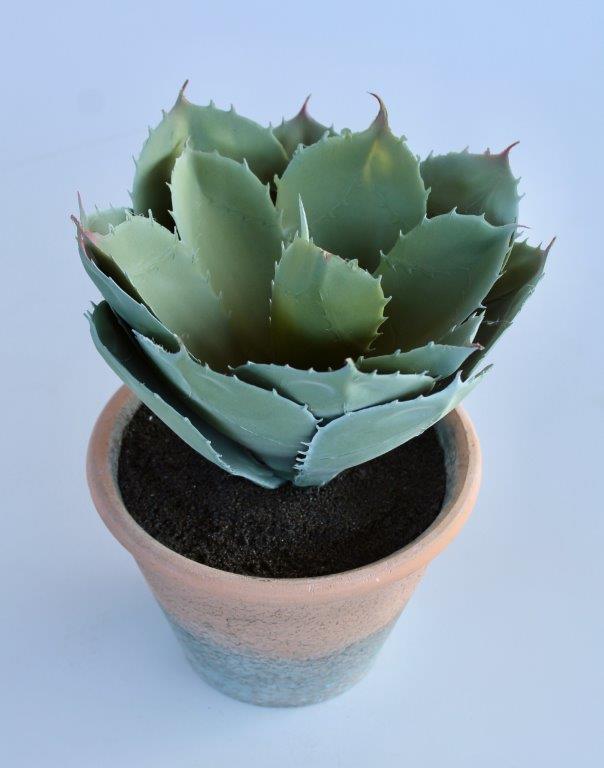 Potted Cactus